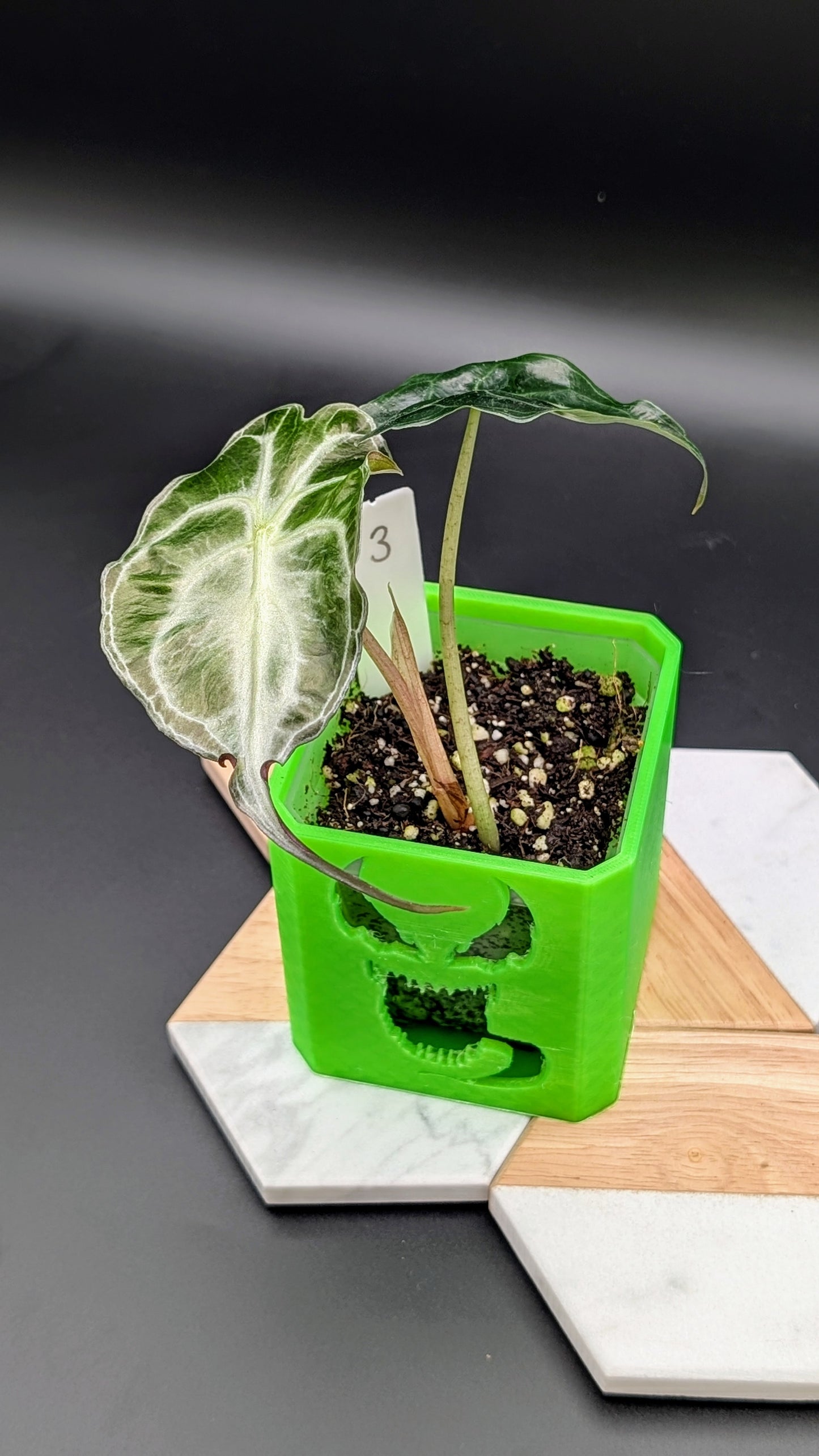 Alocasia Venom Babypflanze