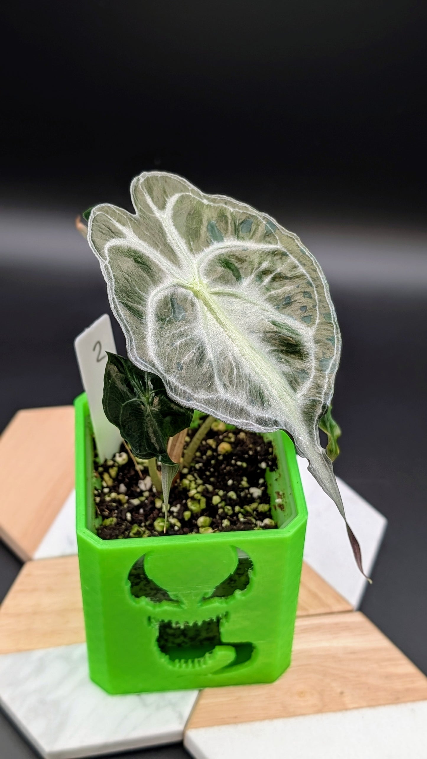Alocasia Venom Babypflanze