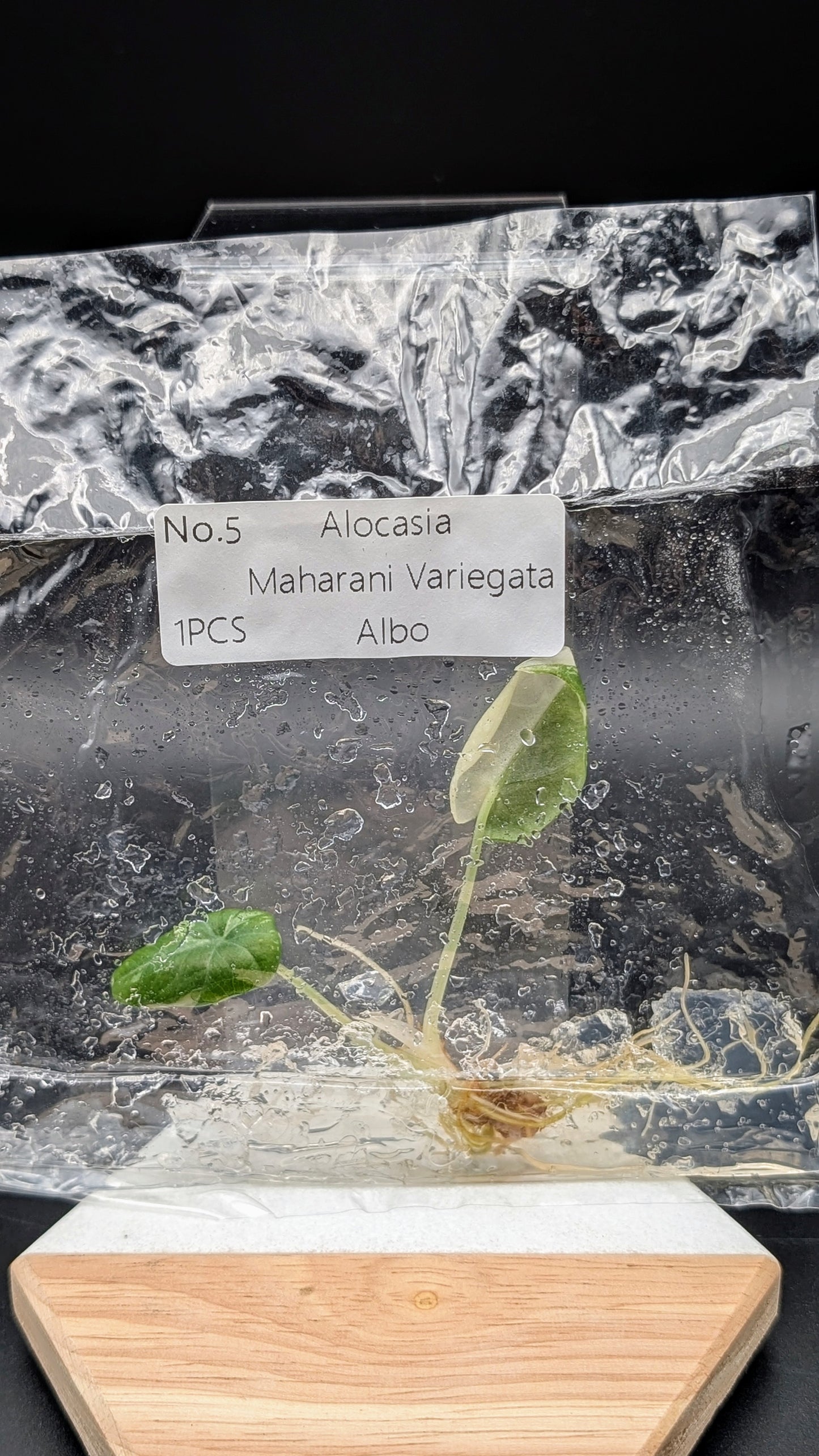 Alocasia Maharani Albo im TC Beutel