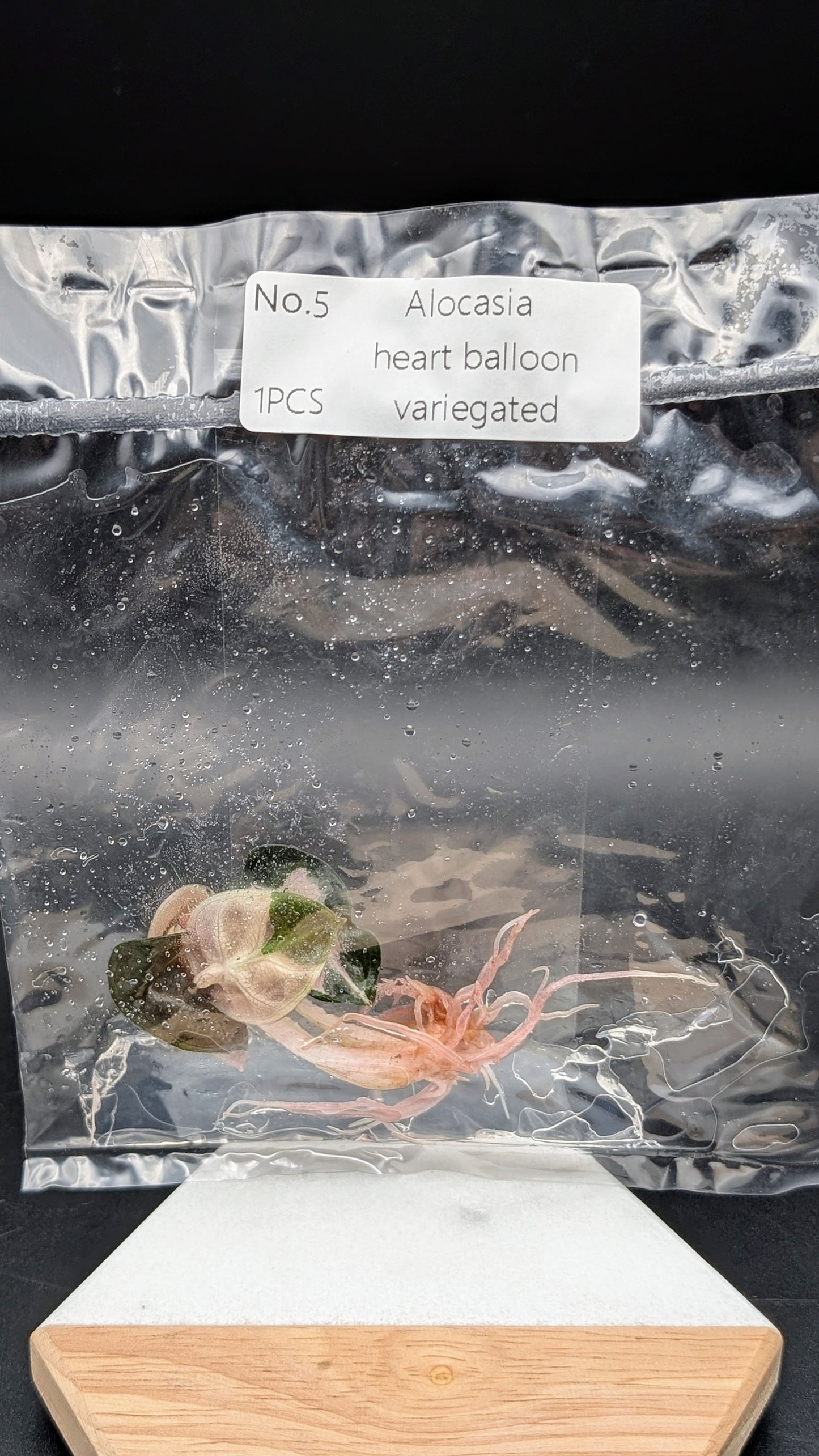 Alocasia Heart Balloon Albo/Pink im TC Beutel