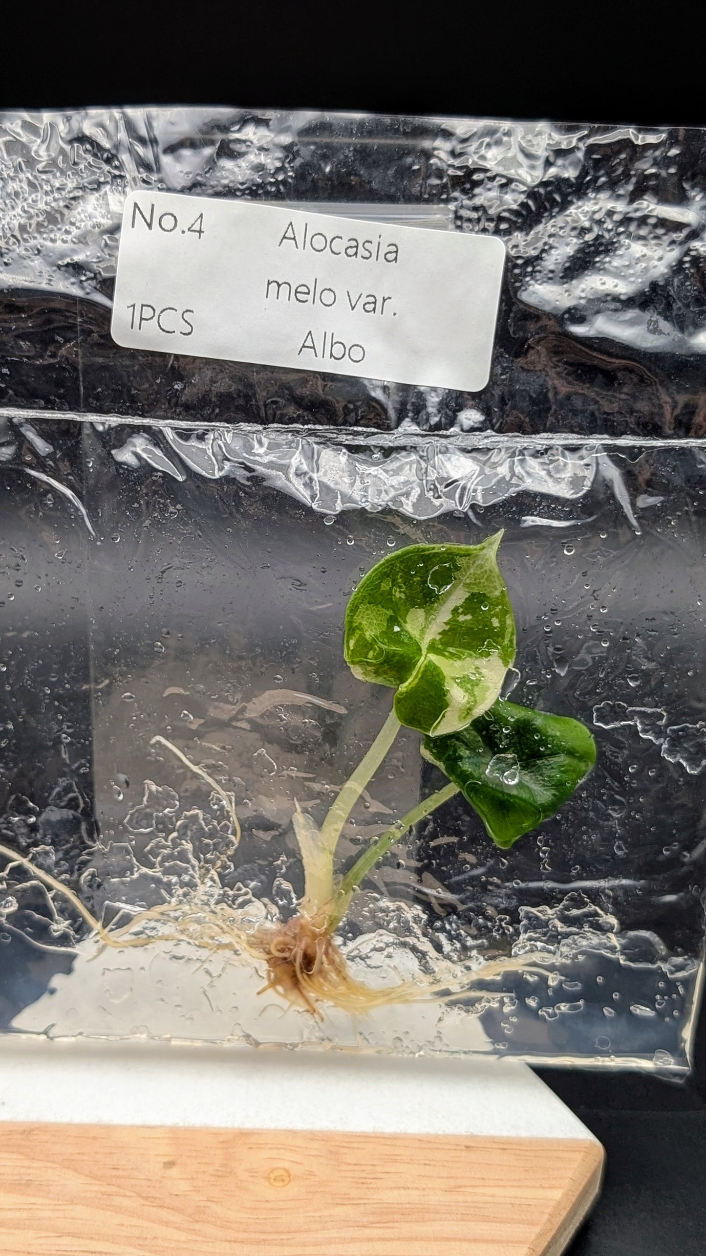 Alocasia Melo Albo im TC Beutel