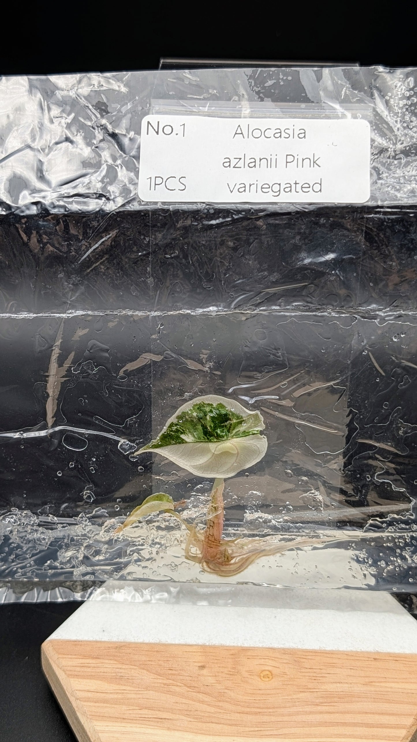 Alocasia Azlanii Pink/Albo im TC Beutel