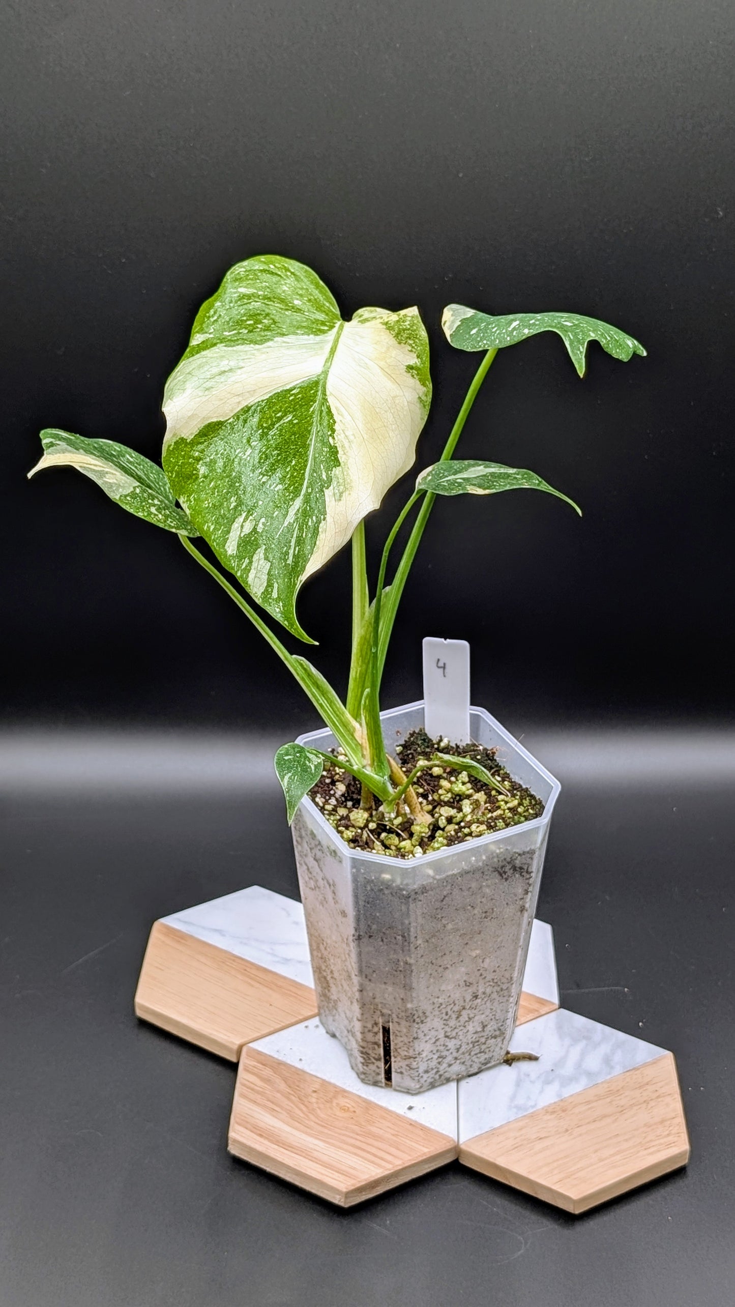 Monstera Thai Constellation