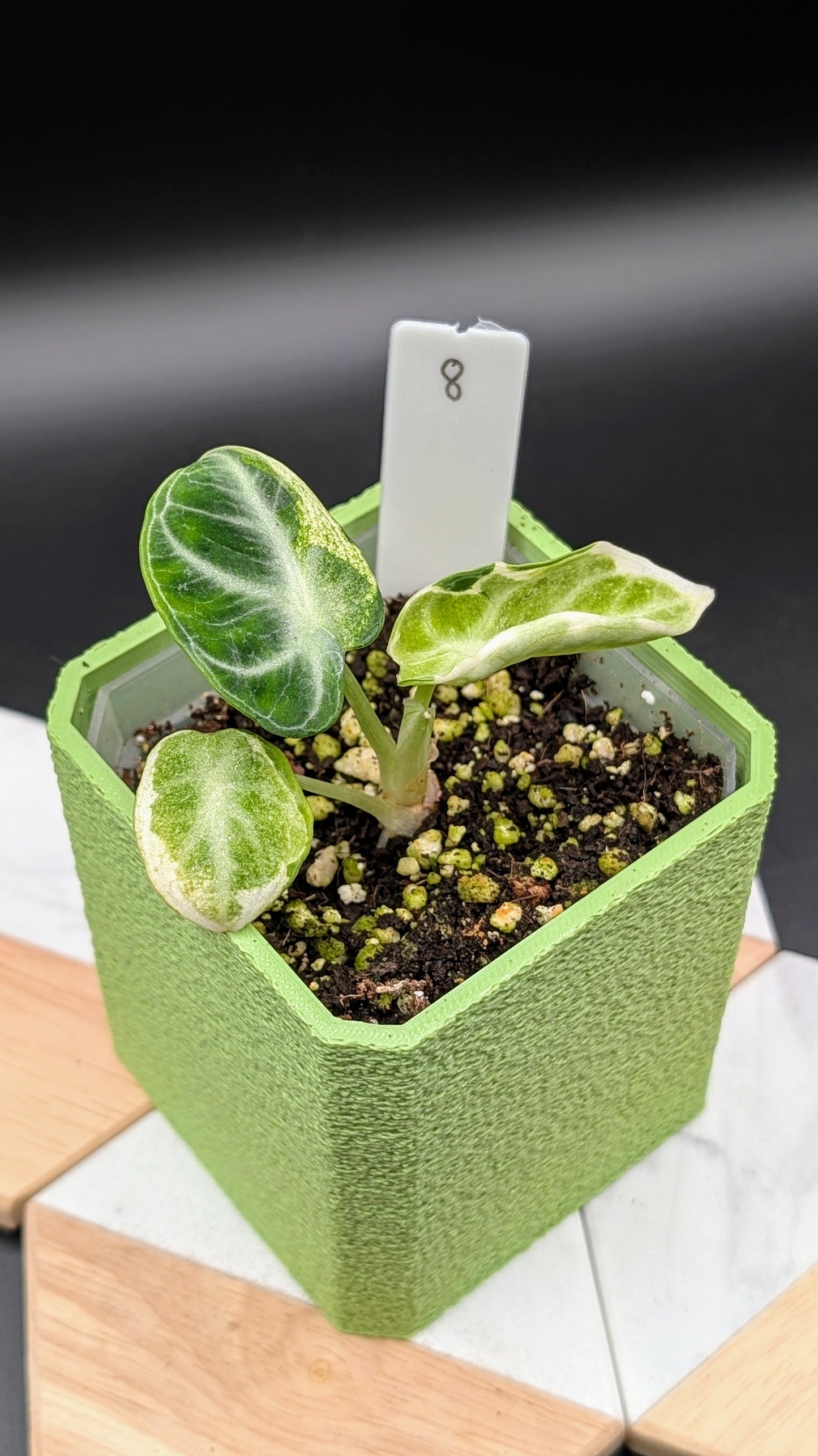 Alocasia Ninja Albo Variegata Babypflanze