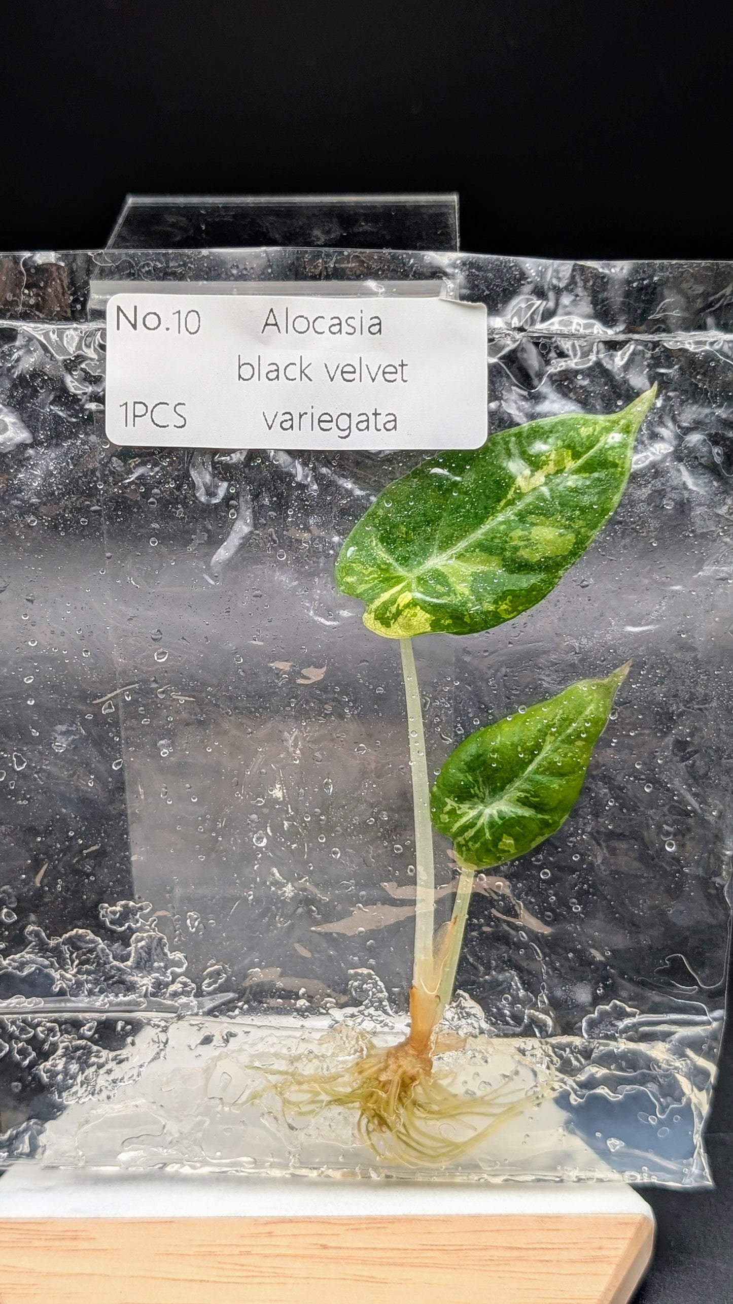 Alocasia Black Velvet Albo / Pink im TC Beutel