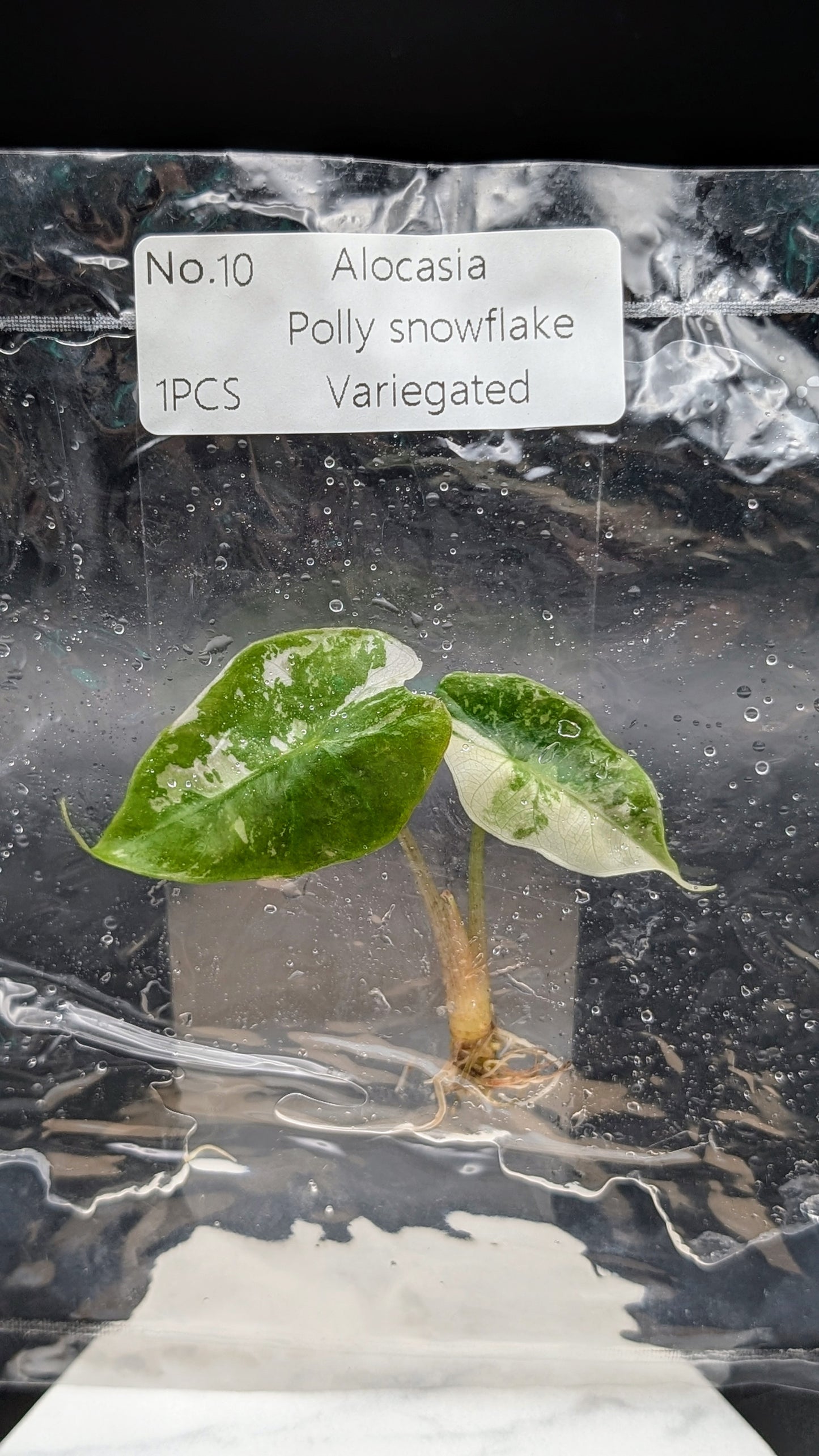 Alocasia Polly Snowflake Pink Variegata im TC Beutel