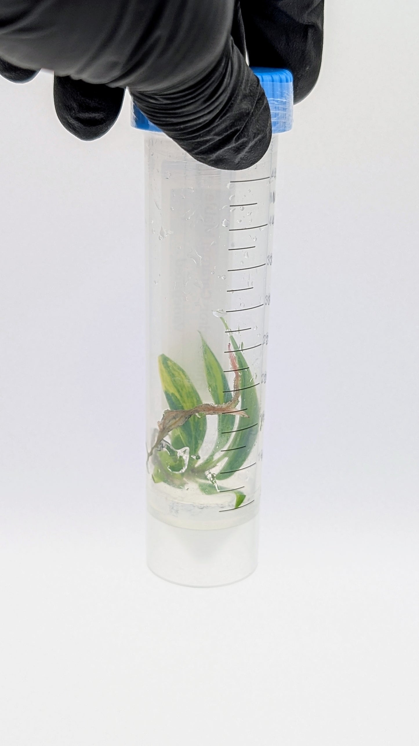 Philodendron Caramel Marble in TC Flasche