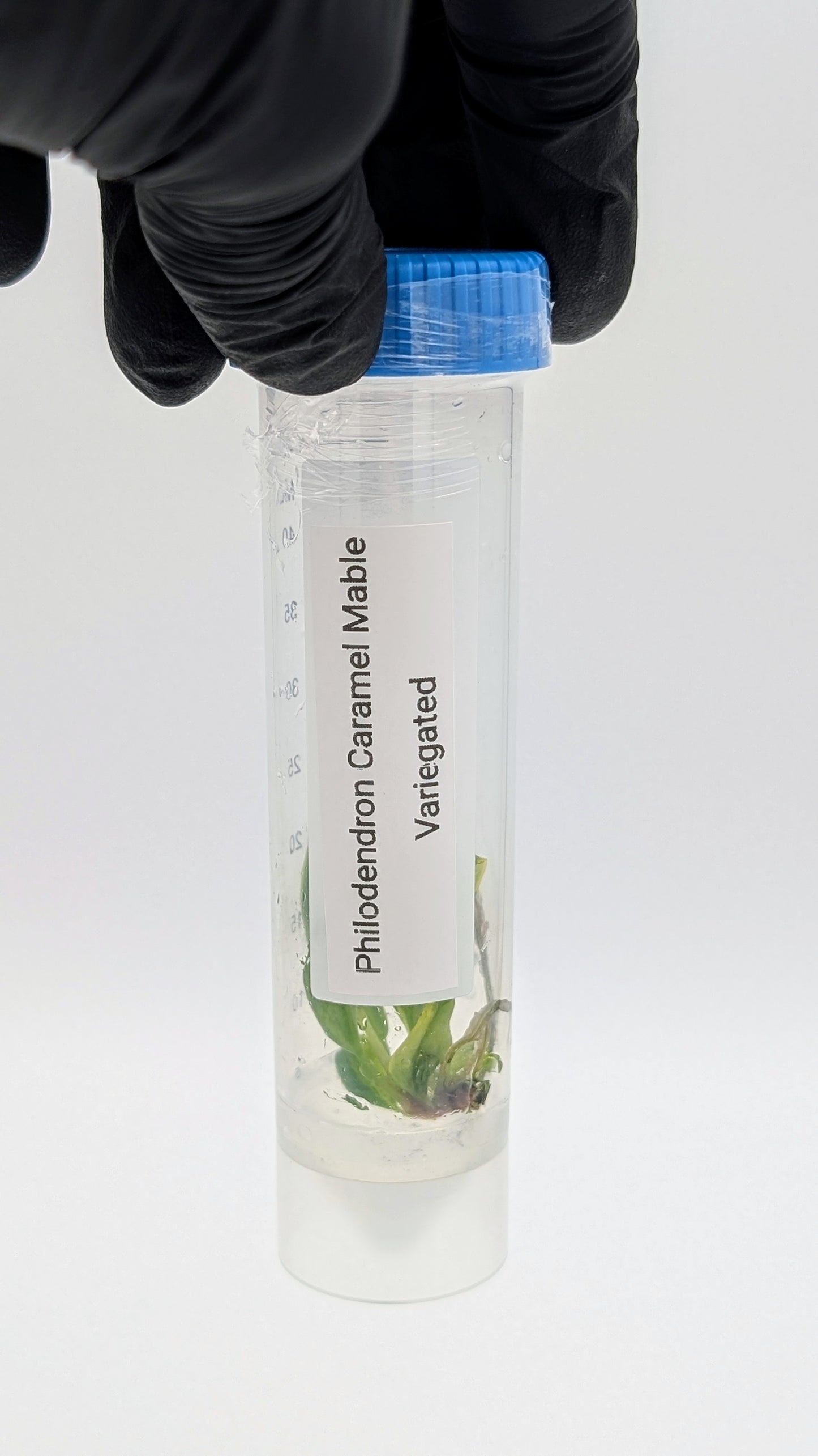 Philodendron Caramel Marble in TC Flasche