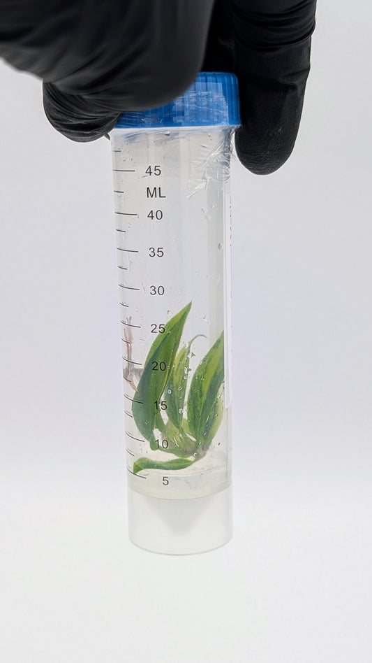 Philodendron Caramel Marble in TC Flasche