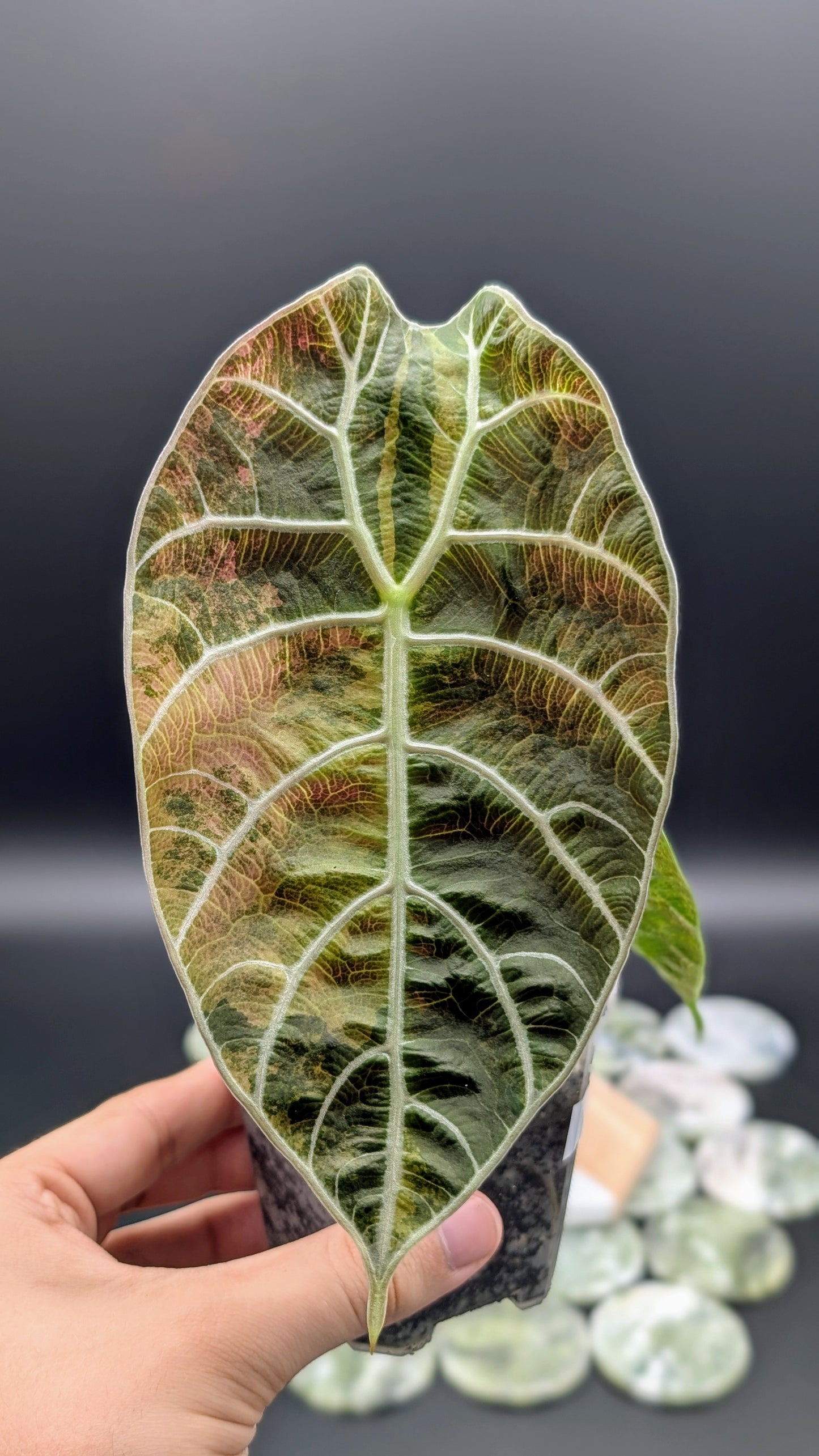 Alocasia Watsoniana Variegata