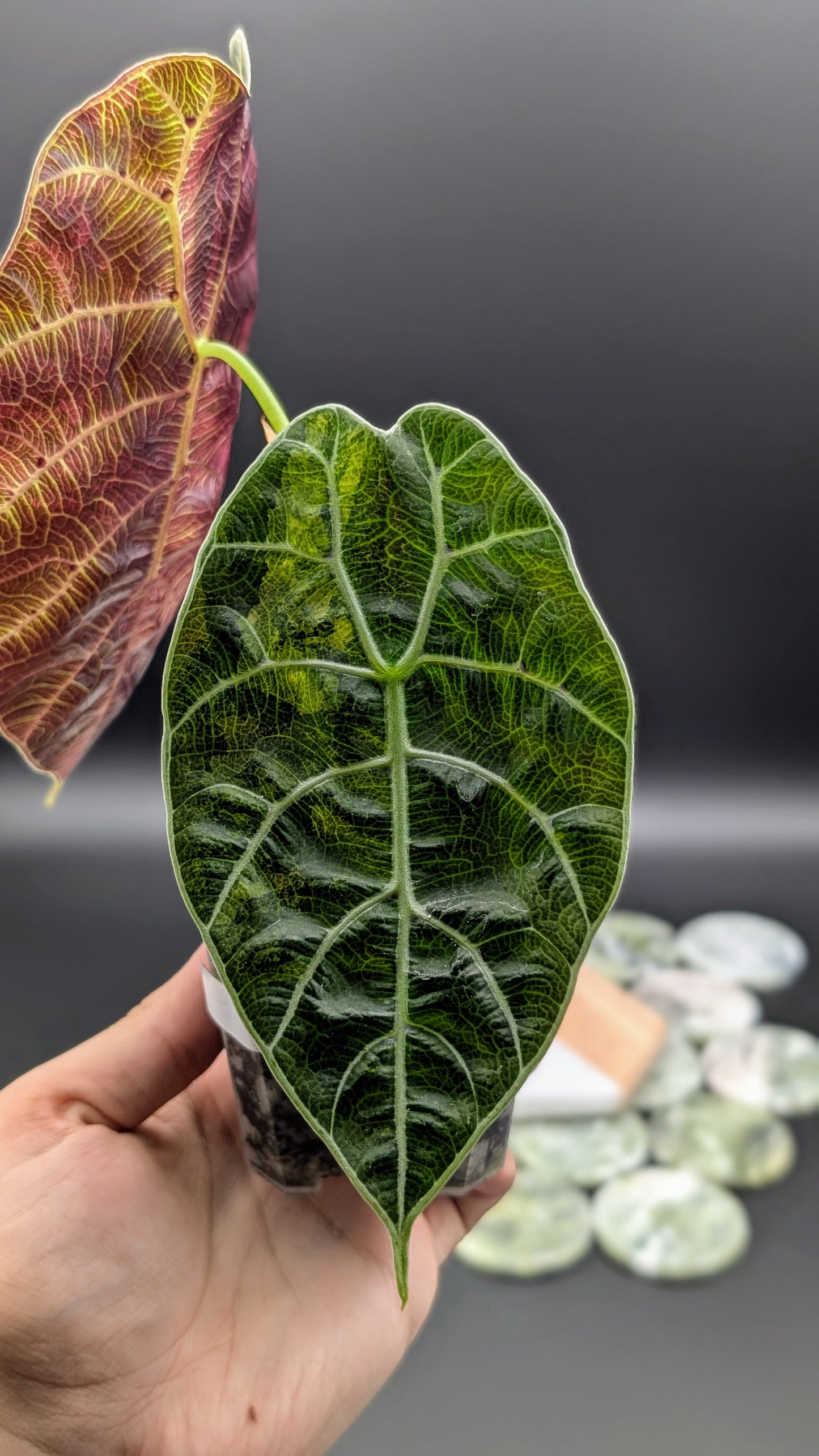 Alocasia Watsoniana Variegata