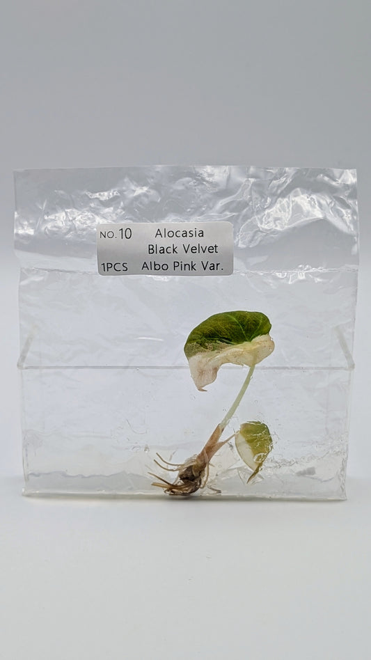 Alocasia Black Velvet Albo / Pink im TC Beutel