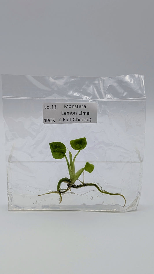 Monstera Lemon Lime in TC-Beutel