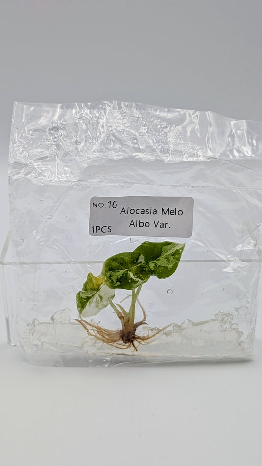 Alocasia Melo Albo im TC Beutel