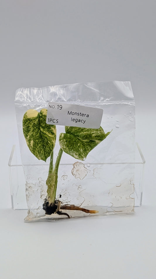 Monstera Legacy in TC-Beutel