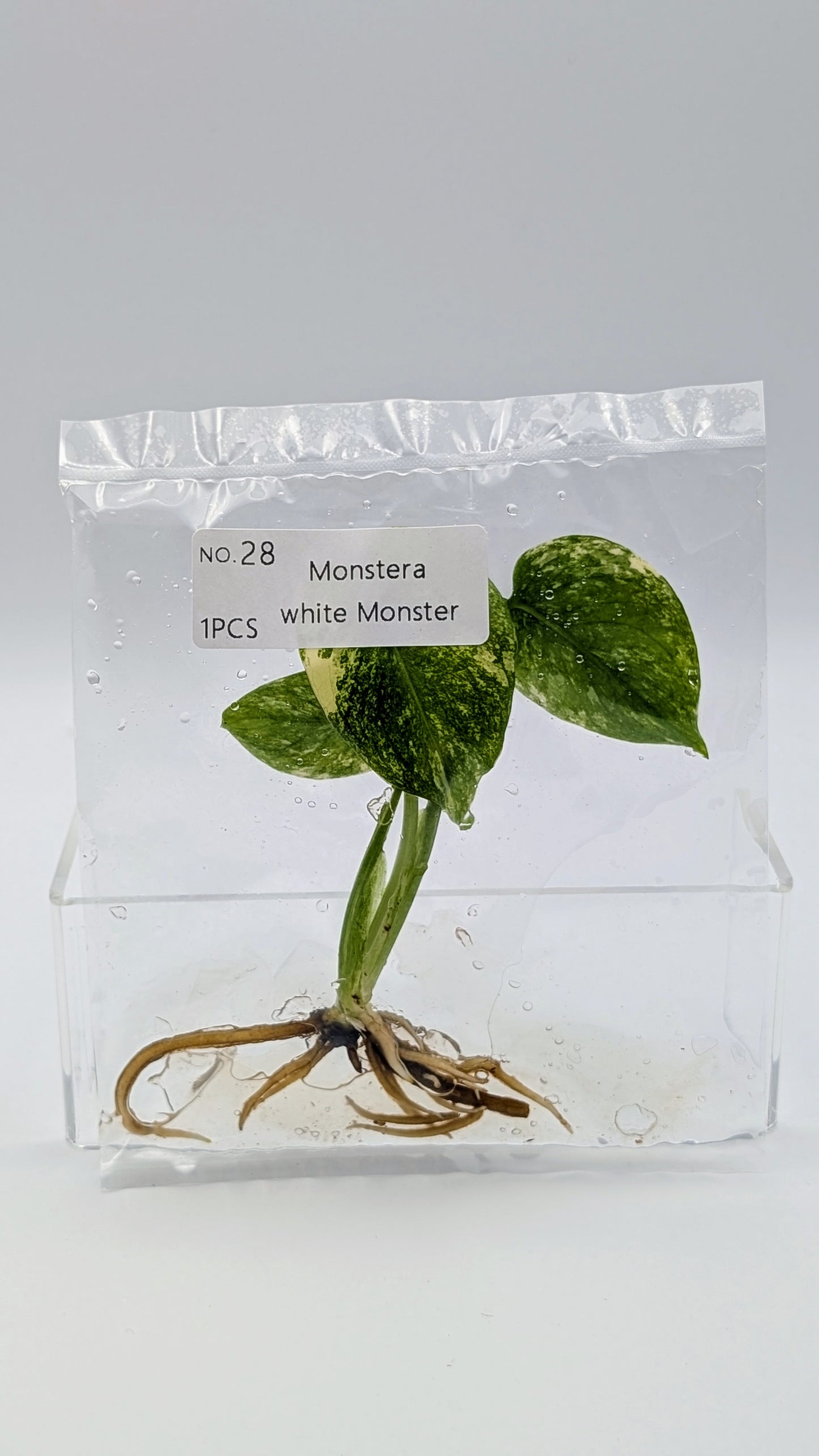 Monstera White Monster im TC Beutel