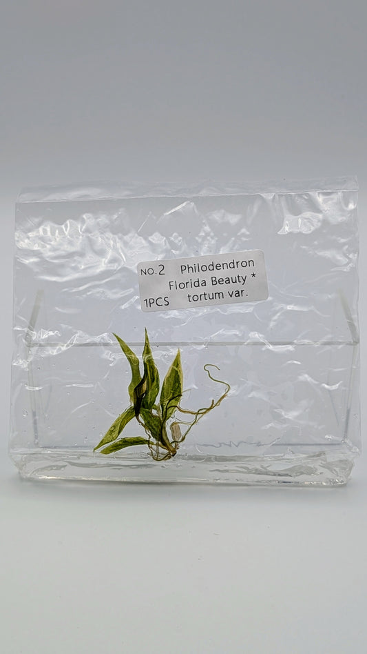 Philodendron Florida Beauty x Tortum Variegata im TC Beutel