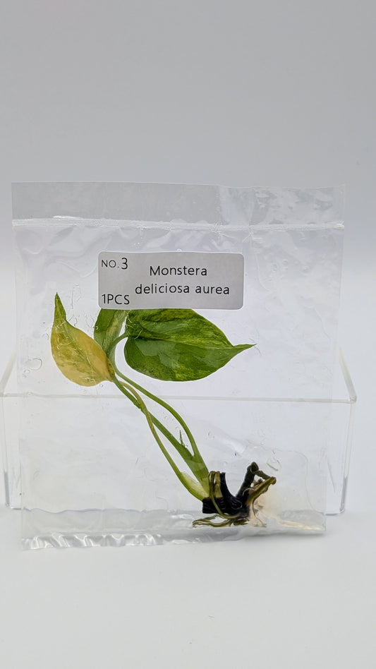 Monstera Aurea in TC-Beutel
