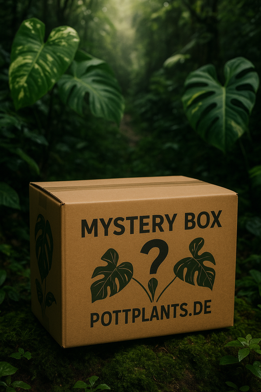Mystery Box – Babypflanzen