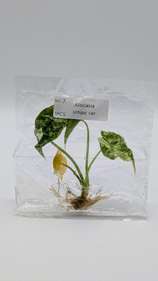 Alocasia Simpo Albo im TC Beutel