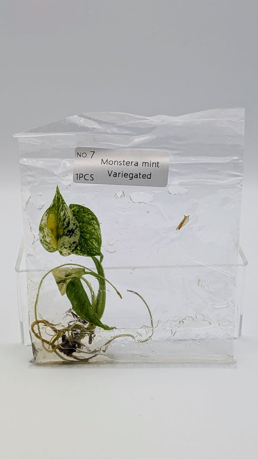 Monstera Mint in TC Beutel