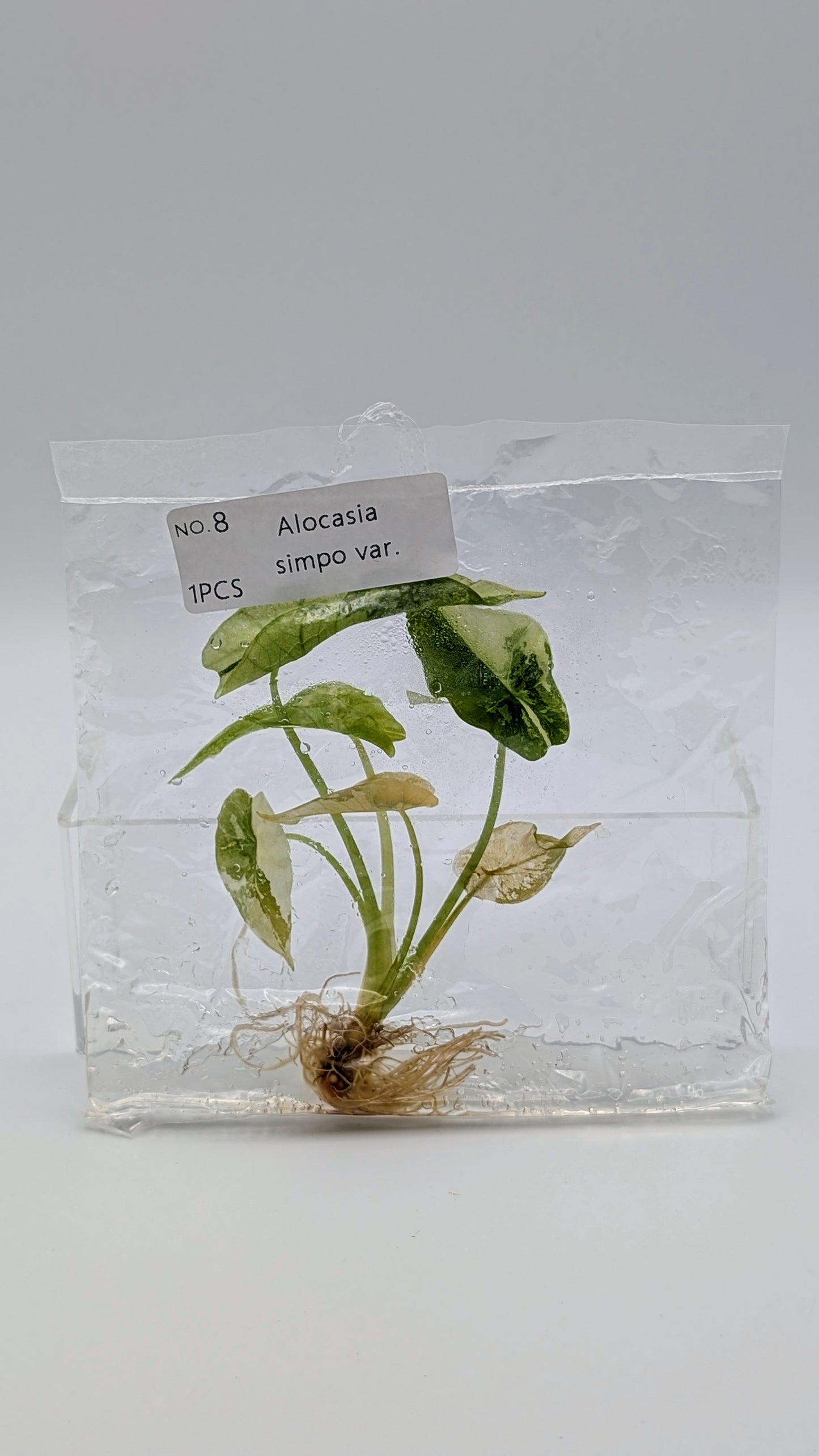 Alocasia Simpo Albo im TC Beutel