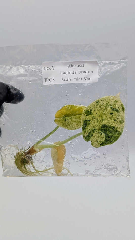 Alocasia Baginda Dragon Scale Mint im TC Beutel