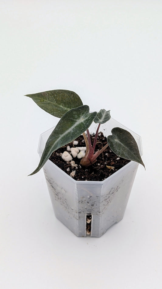 Alocasia Bambino Arrow Babypflanze