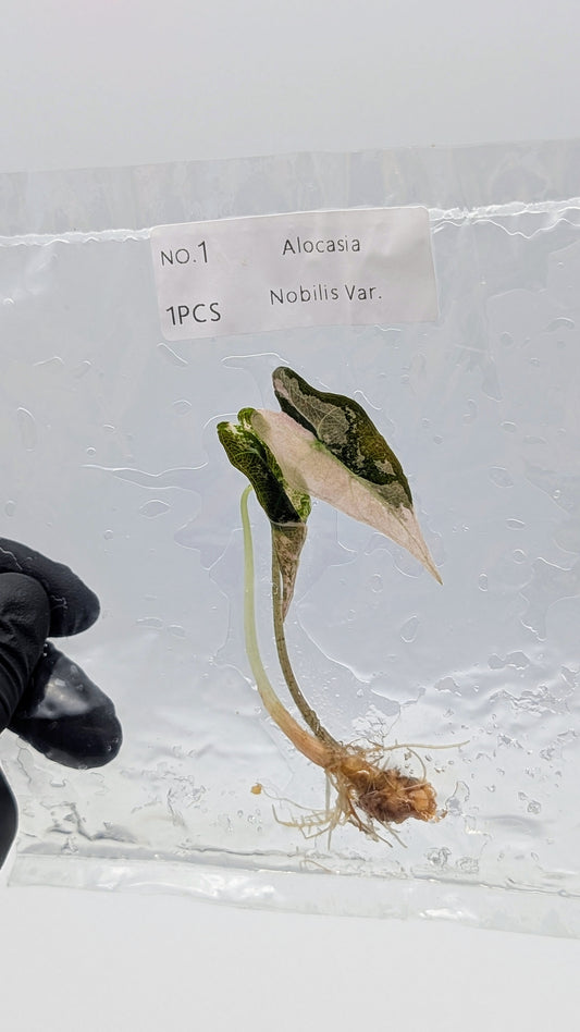 Alocasia Nobilis Pink Variegata im TC Beutel