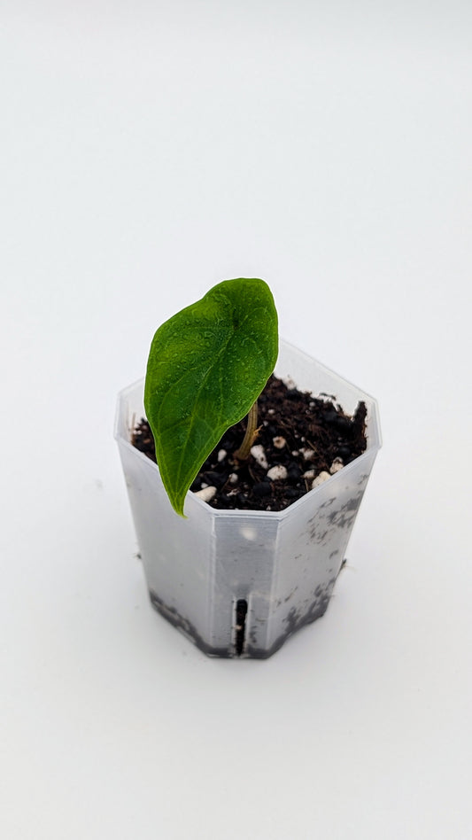 Alocasia Scalprum Babypflanze