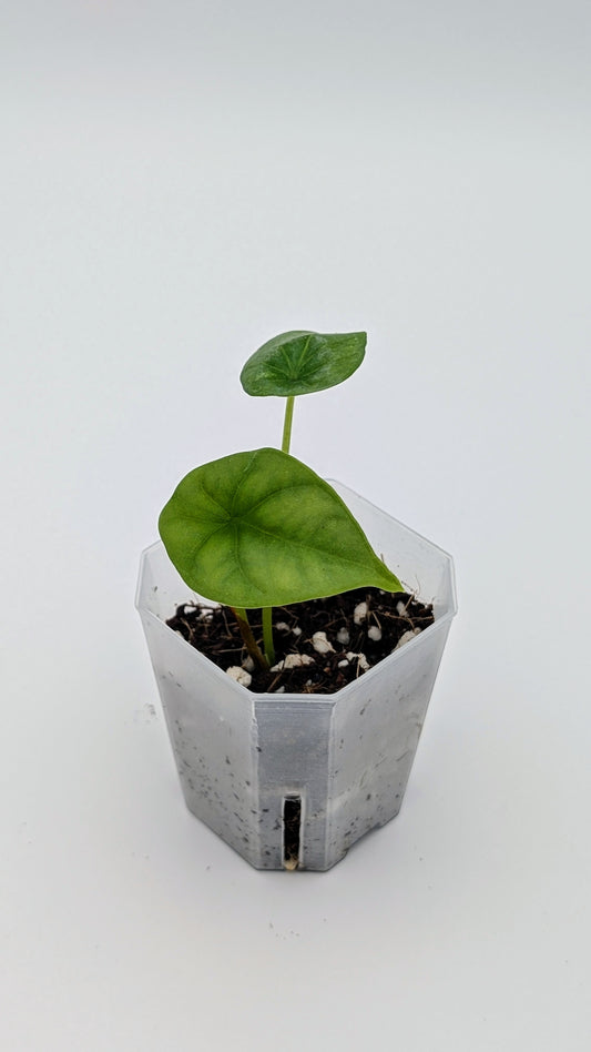 Alocasia Sinuata Babypflanze