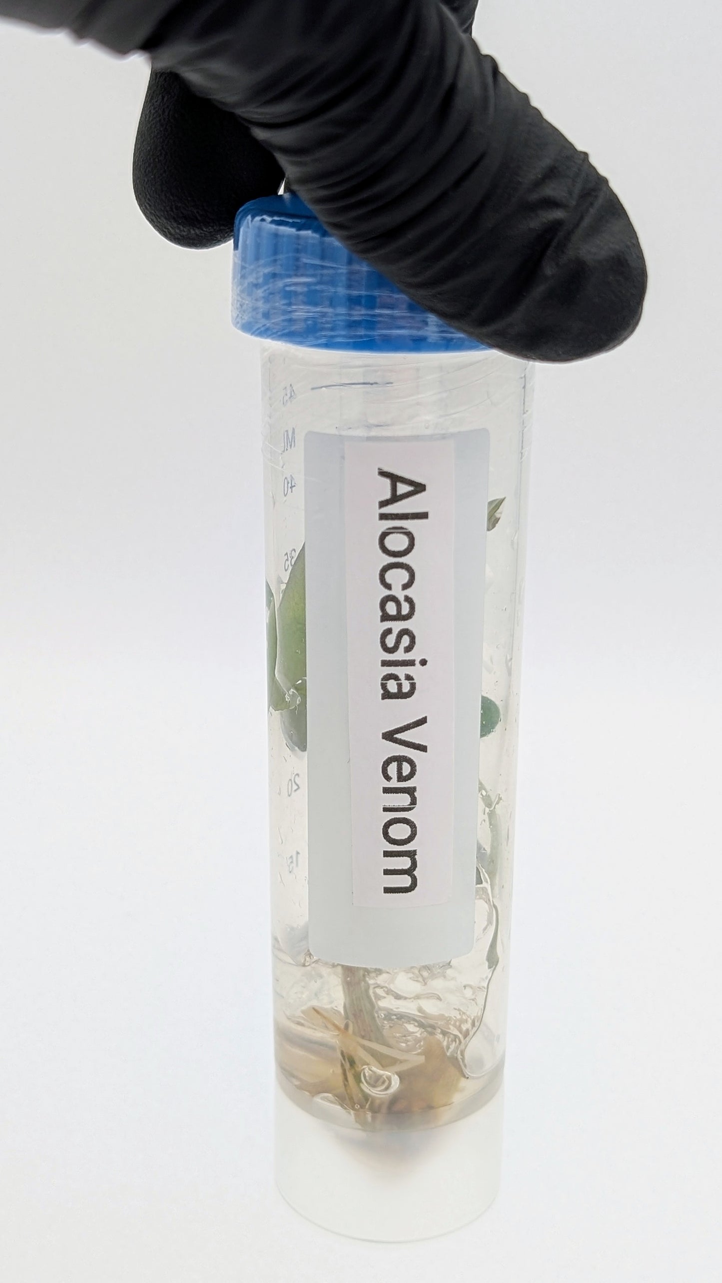Alocasia Venom in TC Flasche