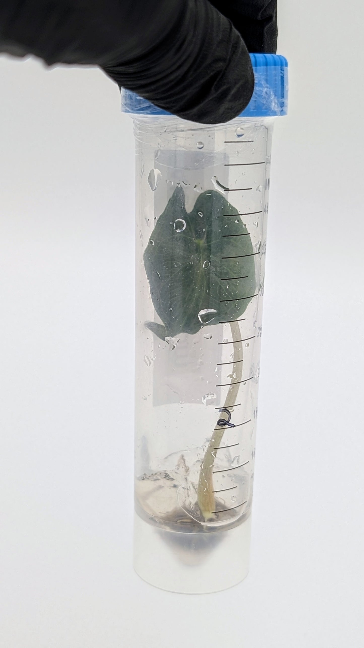 Alocasia Venom in TC Flasche