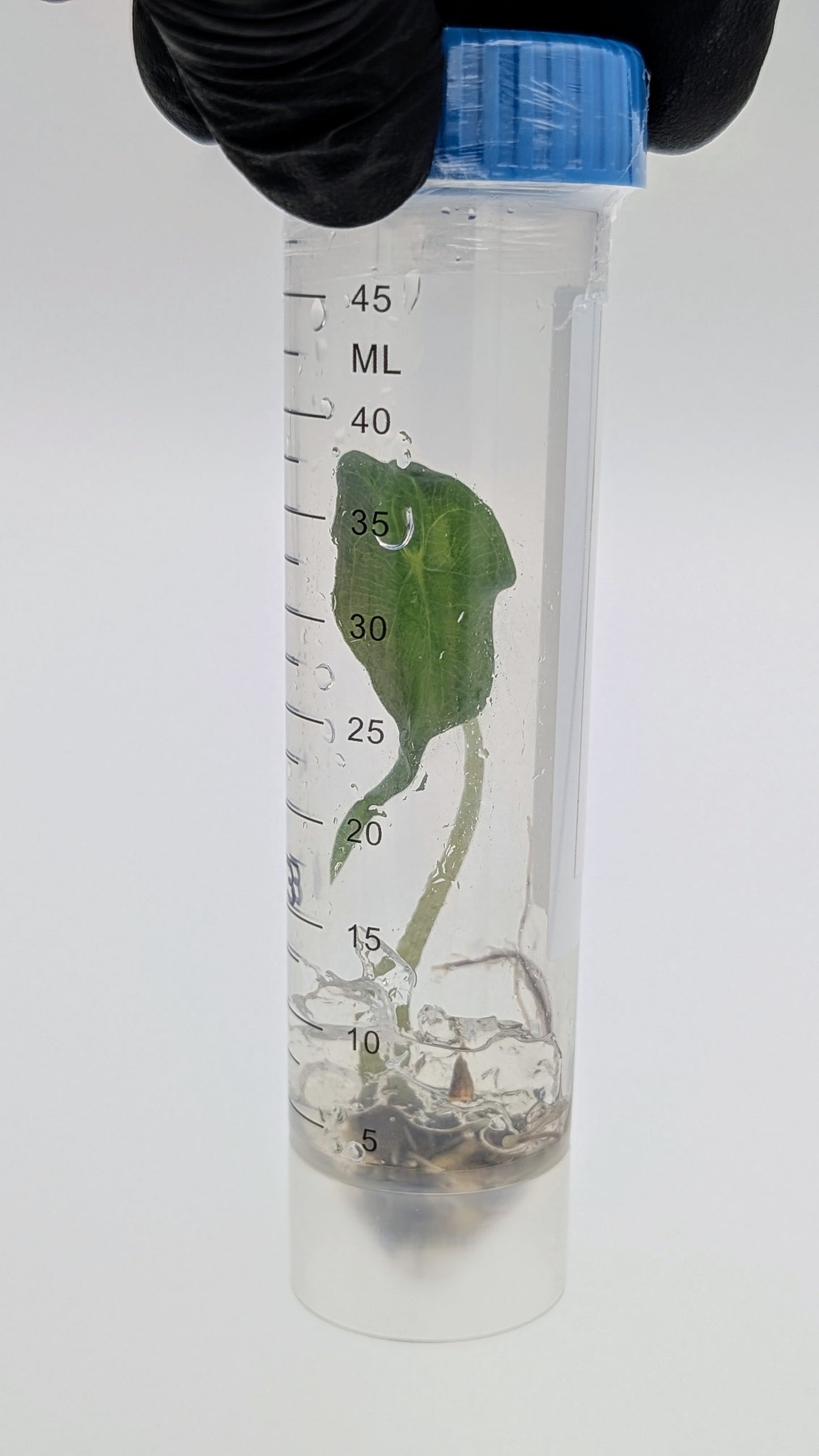 Alocasia Venom in TC Flasche