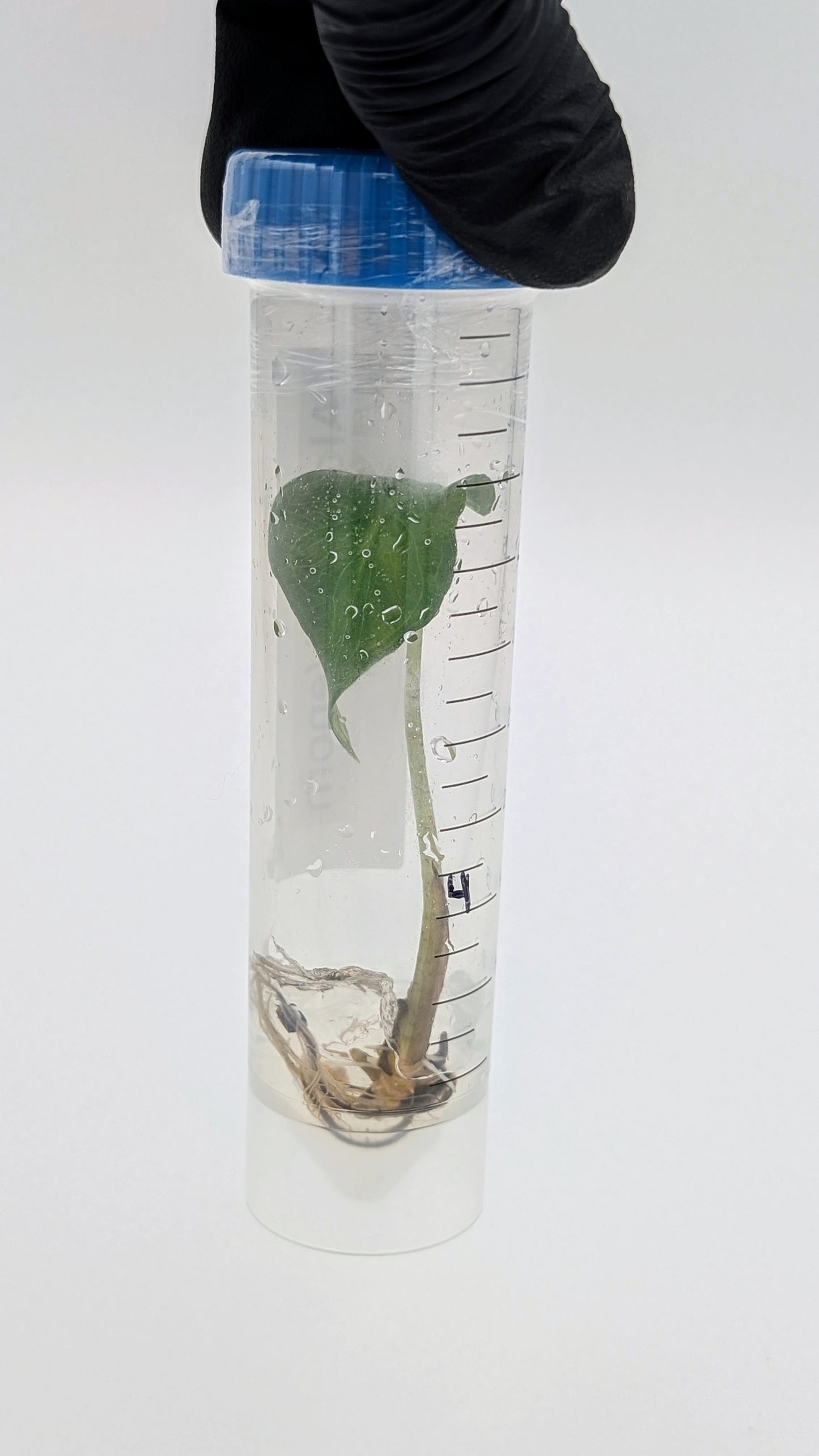 Alocasia Venom in TC Flasche