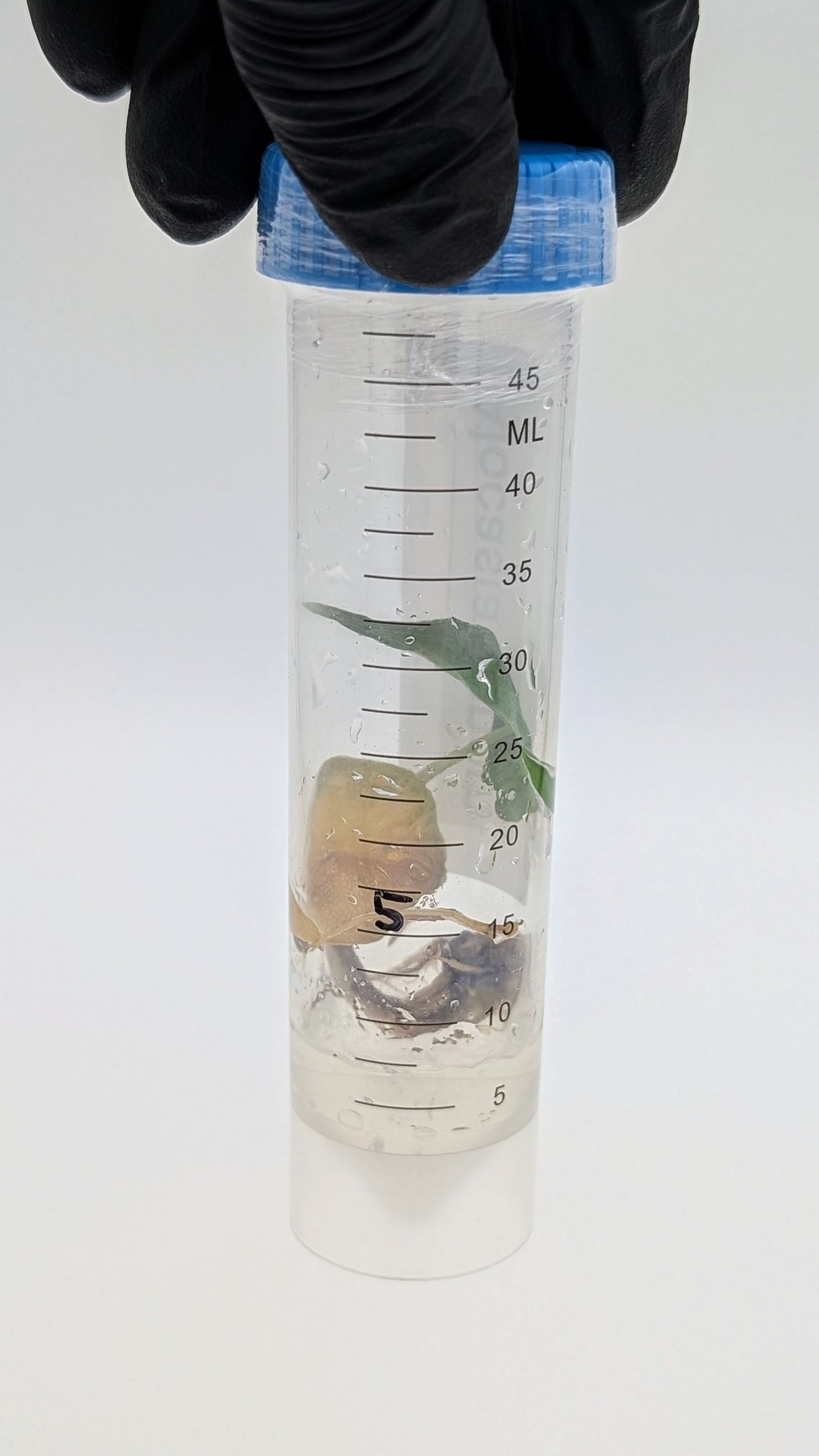 Alocasia Venom in TC Flasche