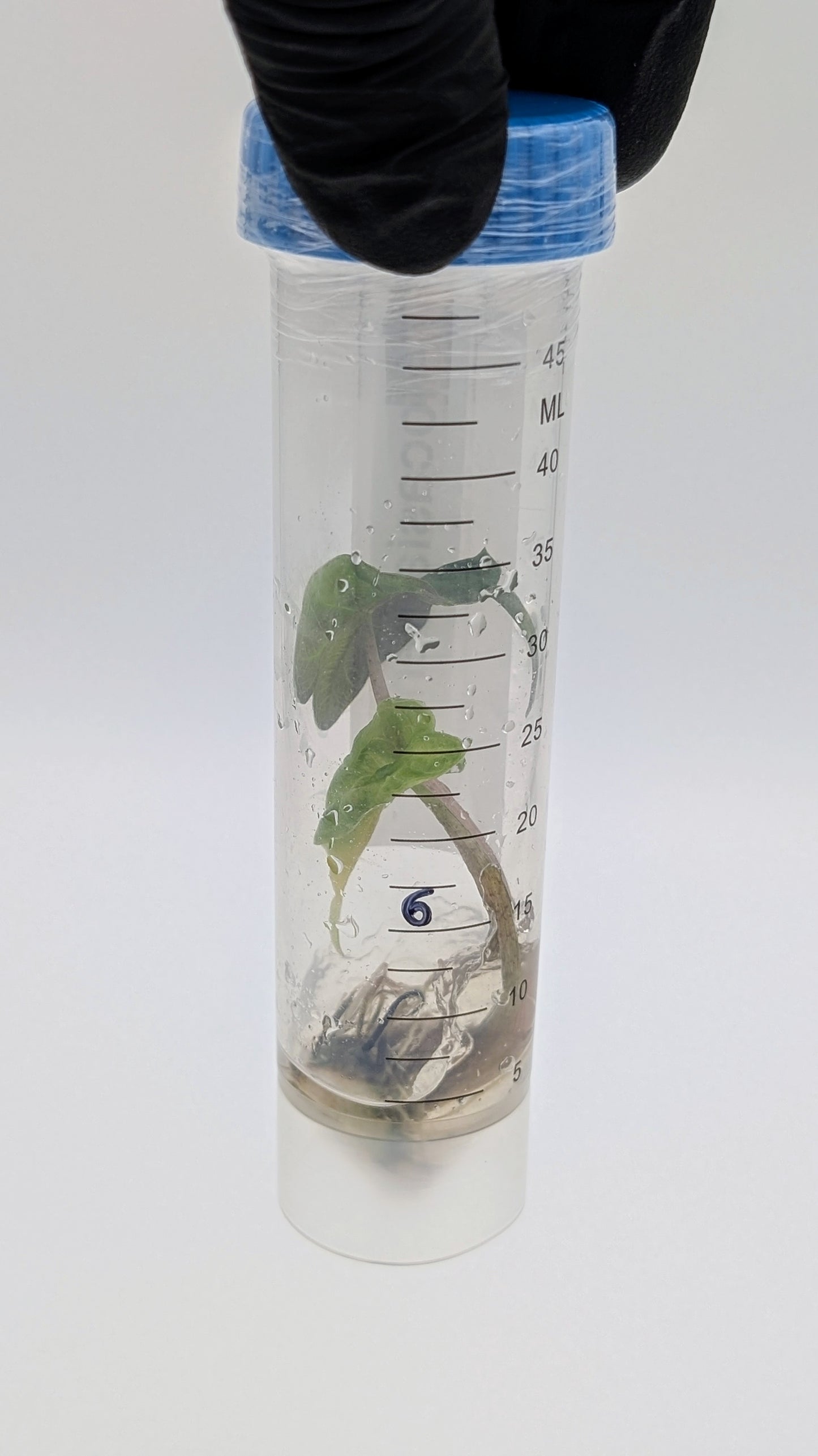 Alocasia Venom in TC Flasche