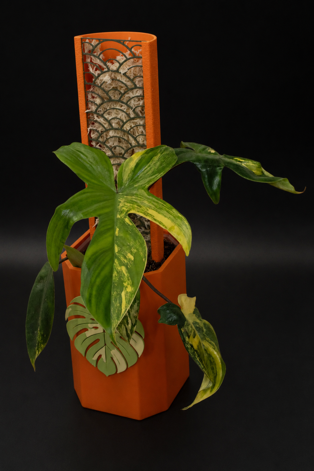 Philodendron Florida Beauty Variegata am Moosstab
