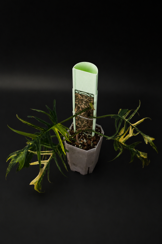 Philodendron Florida Beauty x Tortum Variegata am Moosstab