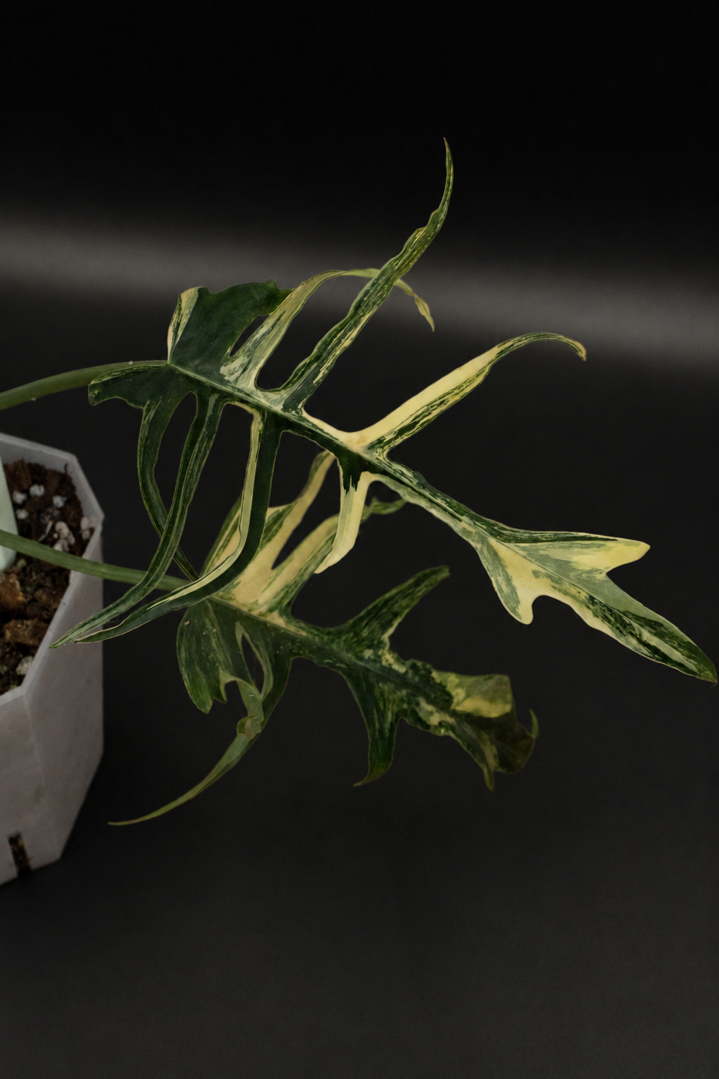 Philodendron Florida Beauty x Tortum Variegata am Moosstab