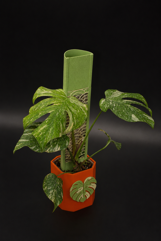 Monstera Legacy Variegata am Moosstab