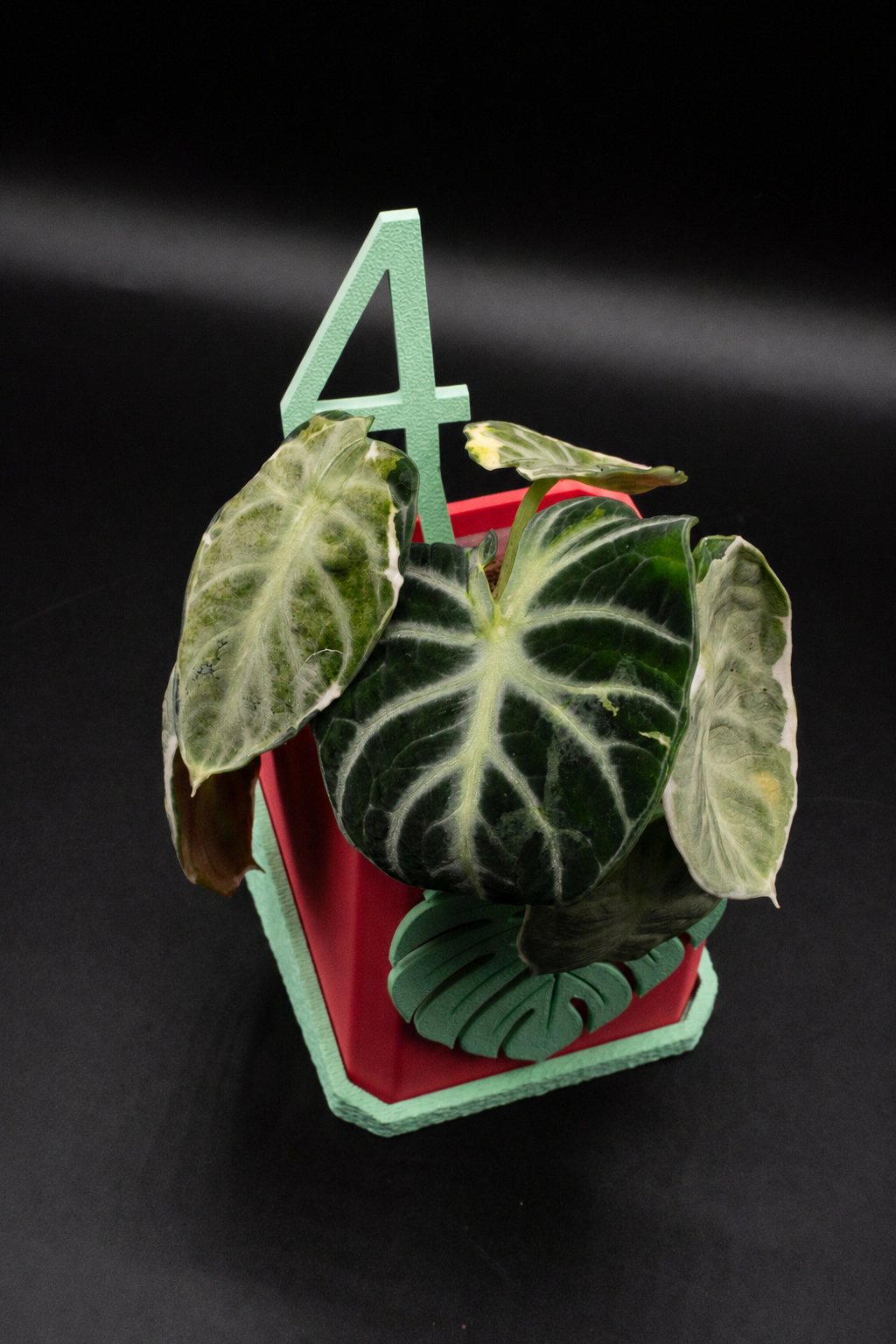Alocasia Ninja Albo Variegata