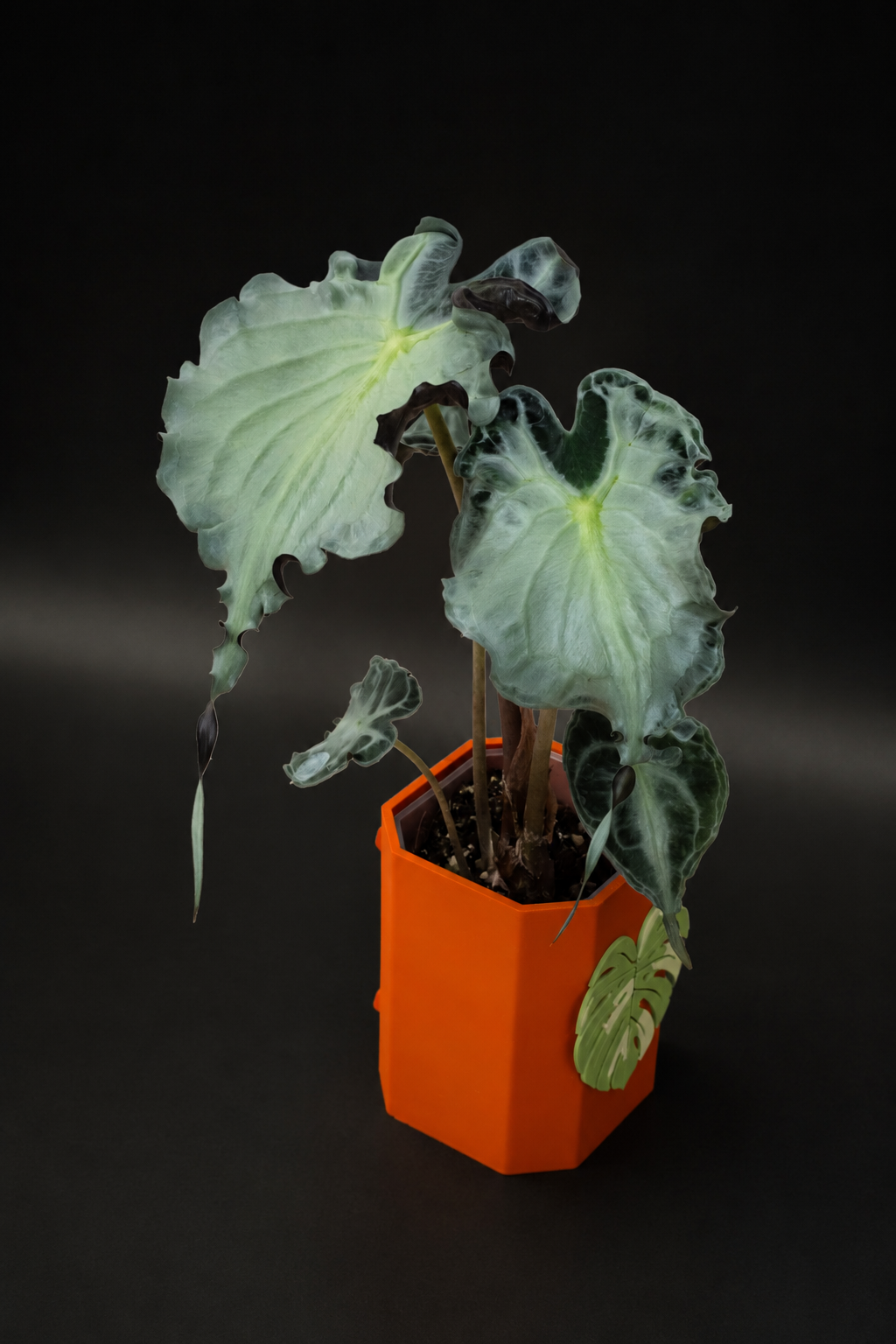 Alocasia Venom XL