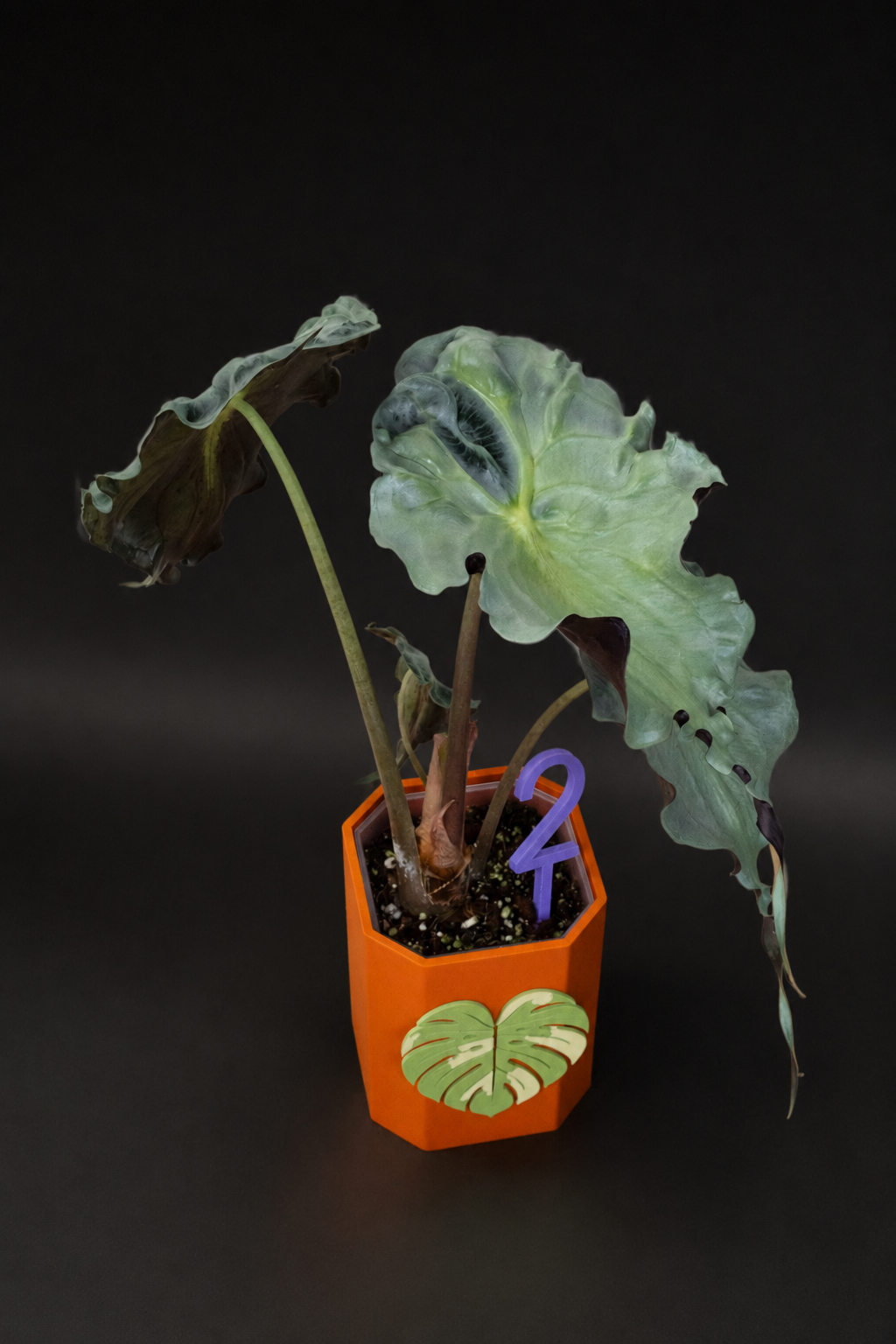 Alocasia Venom XL