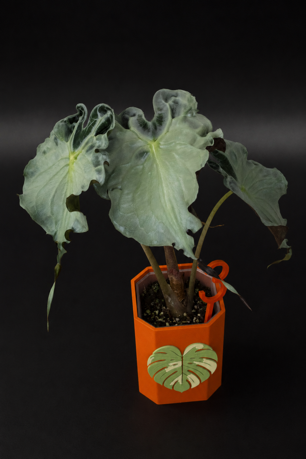 Alocasia Venom XL