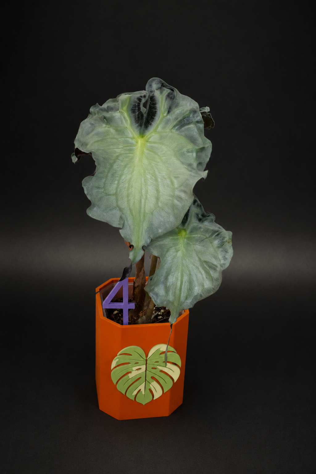 Alocasia Venom XL