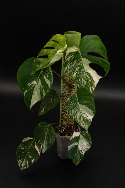 Monstera Albo Variegata mit Moosstab