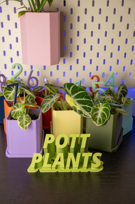 Alocasia Ninja Albo Variegata