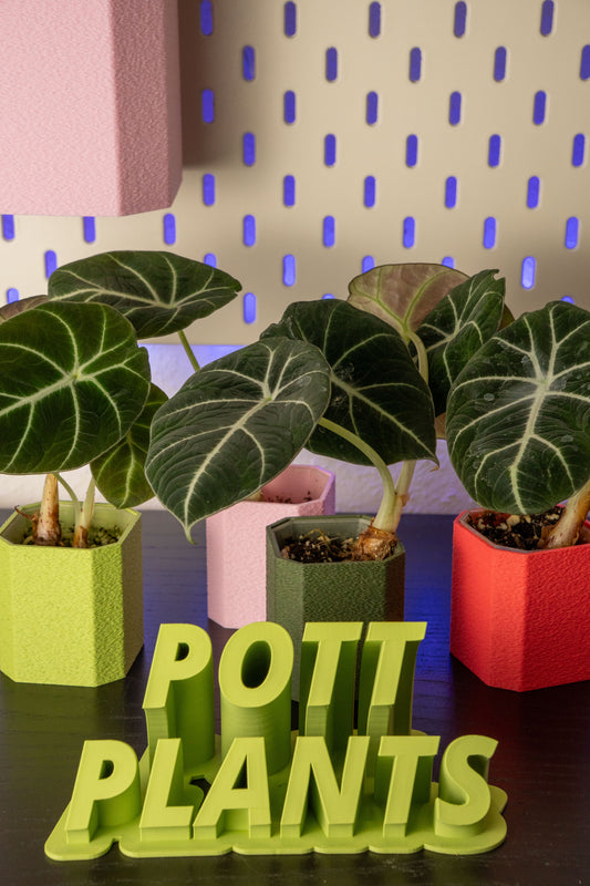 Alocasia Reginula Black Velvet