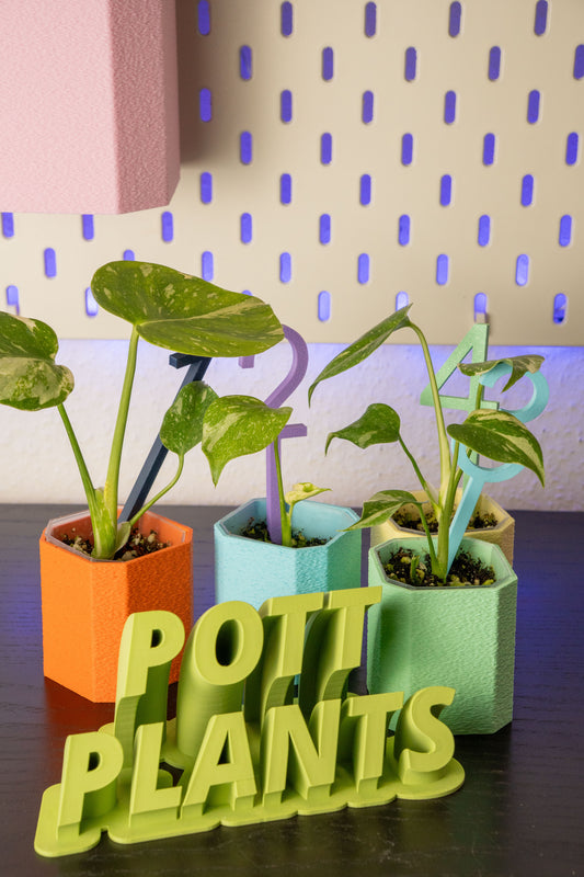 Monstera Thai Constellation